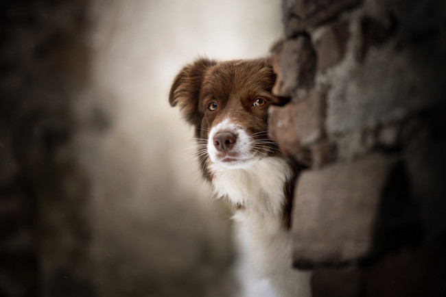 Обои картинки фото собака, животные, собаки