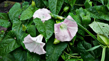 Картинка цветы вьюнки +ипомеи ипомея капли