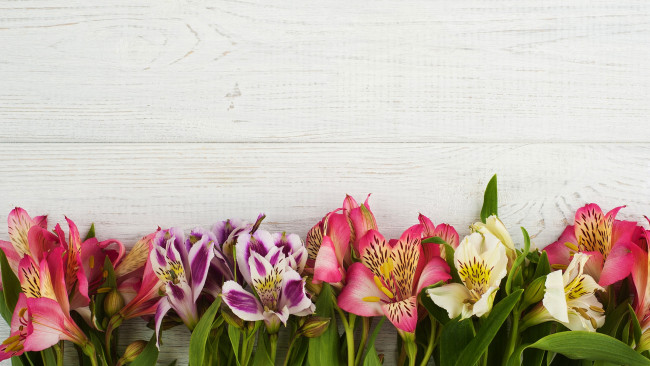 Обои картинки фото цветы, альстромерия, разноцветные