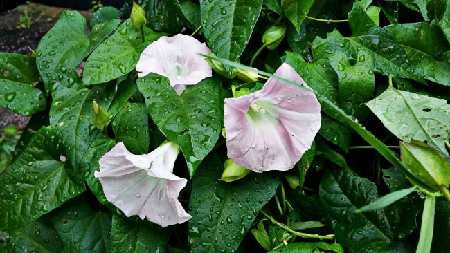 Обои картинки фото цветы, вьюнки,  ипомеи, ипомея, капли