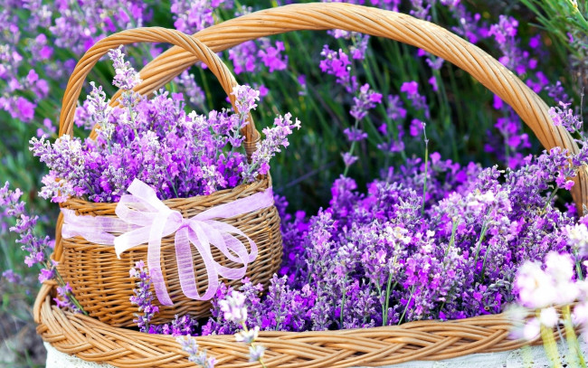 Обои картинки фото цветы, лаванда, лиловый