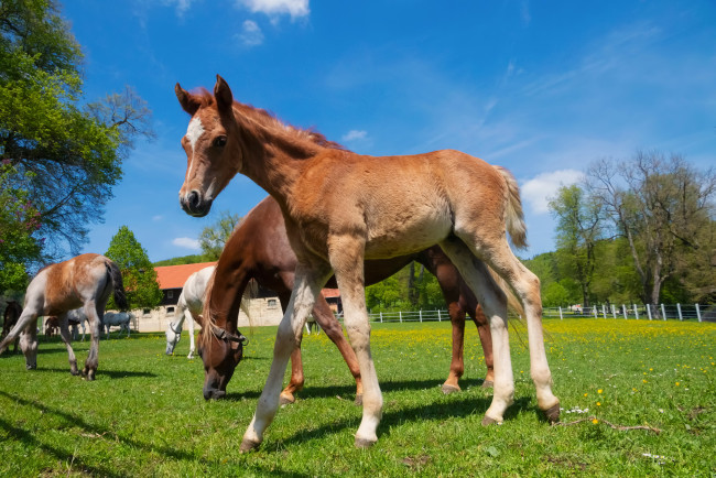 Обои картинки фото животные, акулы, белая, акула
