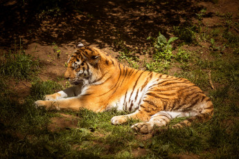 Картинка животные тигры тигр хищник