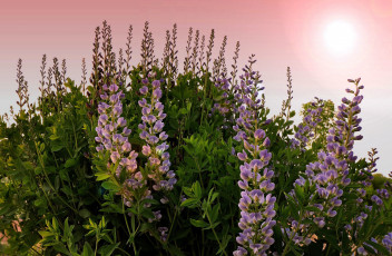 Картинка цветы люпин сиреневый