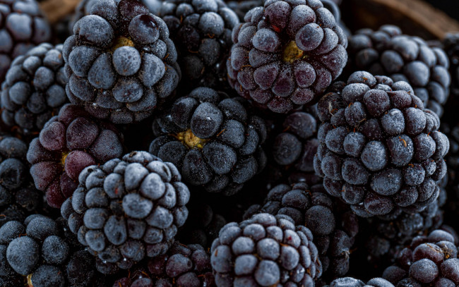 Обои картинки фото еда, ежевика, ягоды, макро