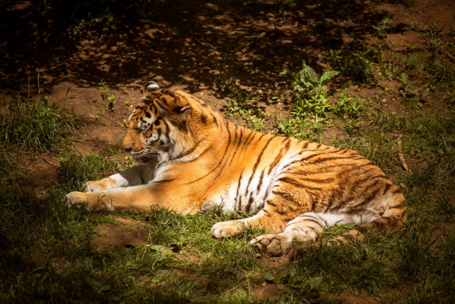 Обои картинки фото животные, тигры, тигр, хищник