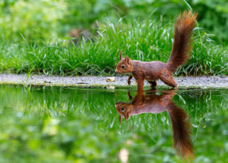 Картинка животные белки белка
