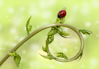 Картинка животные божьи+коровки макро божья коровка стебель насекомое