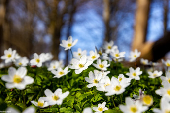обоя цветы, анемоны,  сон-трава