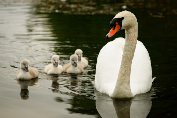 обоя животные, лебеди, лебедь