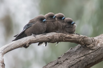 Картинка животные птицы
