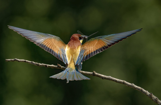 Обои картинки фото животные, щурки , пчелоеды, птица