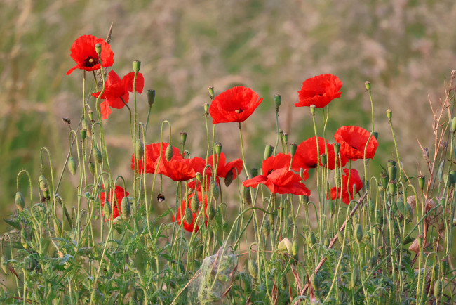 Обои картинки фото цветы, маки