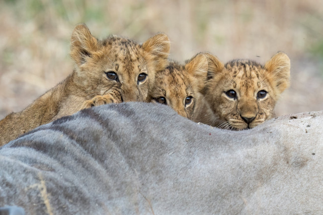Обои картинки фото животные, львы, львята, малыши, детки, взгляд
