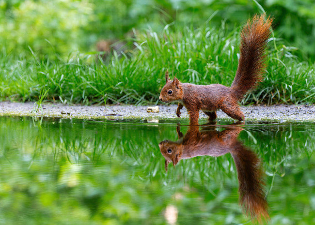 Обои картинки фото животные, белки, белка