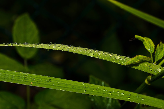 Обои картинки фото природа, макро, капли