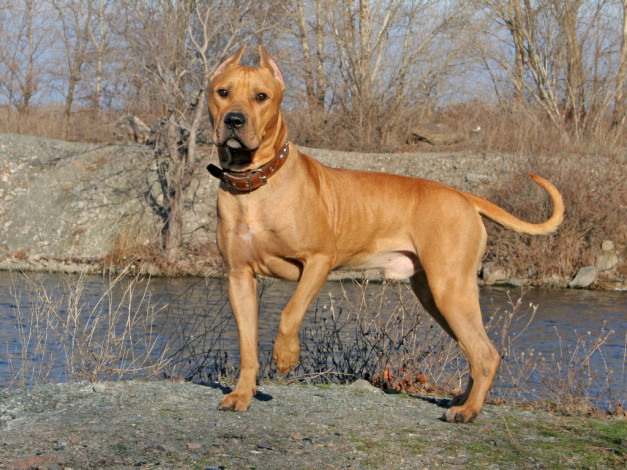 Обои картинки фото животные, собаки