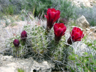 Картинка цветы кактусы