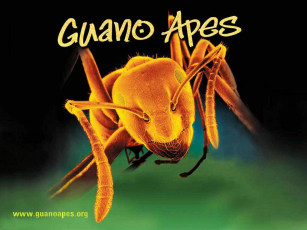 обоя музыка, guano, apes