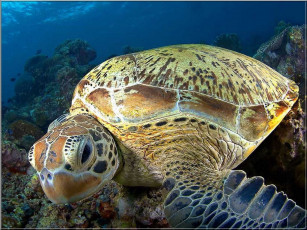 Картинка животные Черепахи