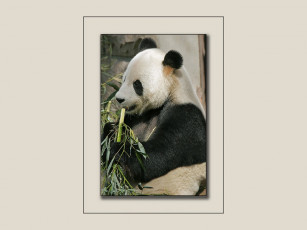 Картинка животные панды