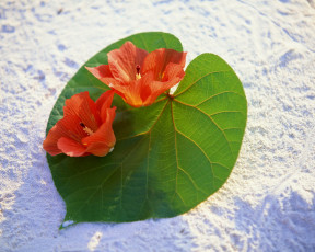 Картинка цветы гибискусы