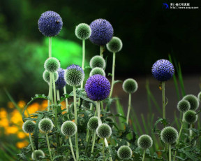 Картинка цветы