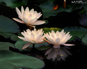 Картинка цветы лилии водяные нимфеи кувшинки