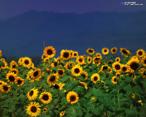 Картинка цветы подсолнухи