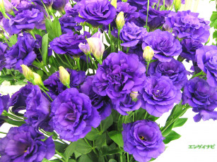 Картинка цветы эустома