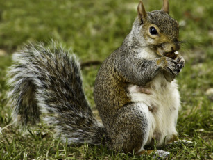 Картинка животные белки