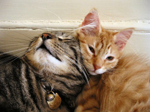 Картинка животные коты