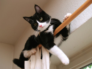 Картинка животные коты