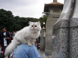 Картинка животные коты