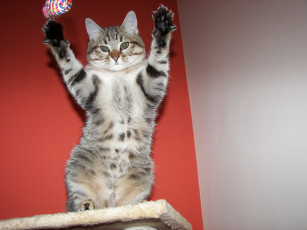 Картинка животные коты