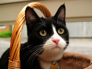 Картинка животные коты