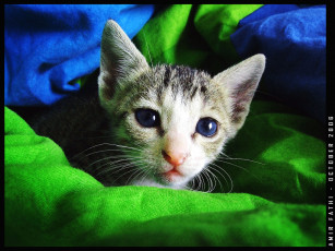 Картинка животные коты