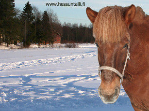 обоя животные, лошади