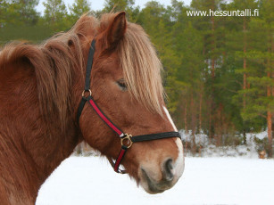 Картинка животные лошади