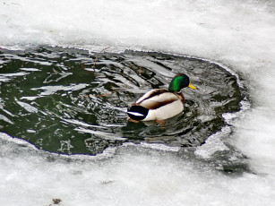 Картинка животные утки