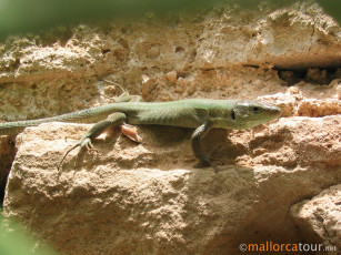 Картинка животные Ящерицы игуаны вараны