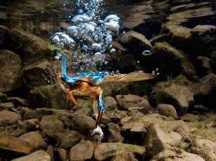 Картинка зимородок животные зимородки