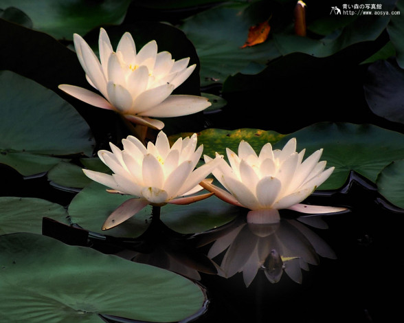 Обои картинки фото цветы, лилии, водяные, нимфеи, кувшинки