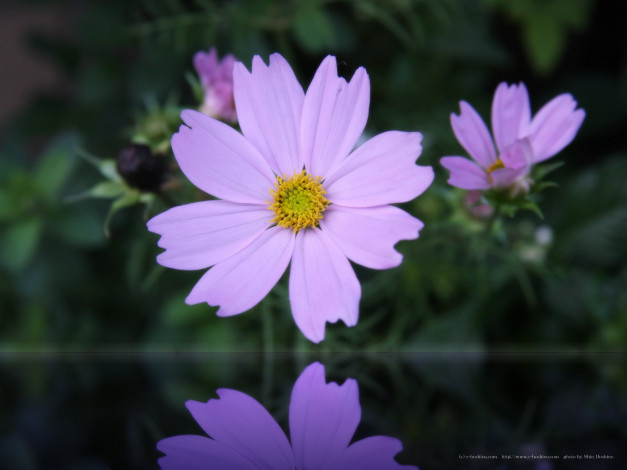 Обои картинки фото цветы, космея