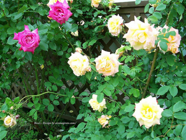 Обои картинки фото цветы, розы