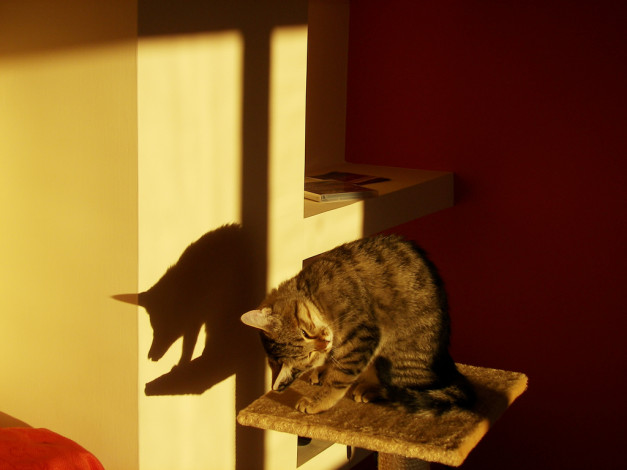 Обои картинки фото животные, коты