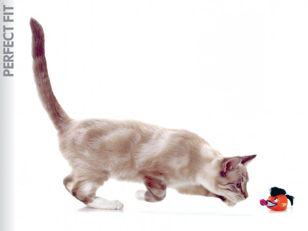 Обои картинки фото животные, коты