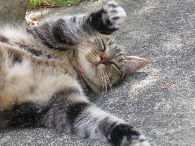 Обои картинки фото животные, коты