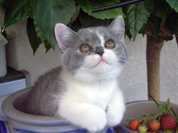 Обои картинки фото животные, коты