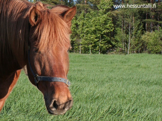 Обои картинки фото животные, лошади